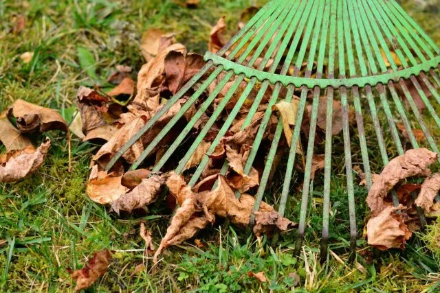 Grămadă de frunze uscate adunate cu o grebla într-o grădină de toamnă
